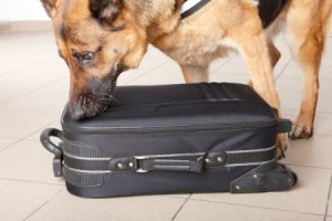 German Shepherd sniffing black luggage