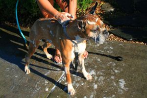 3233033 - boxer dog bathing