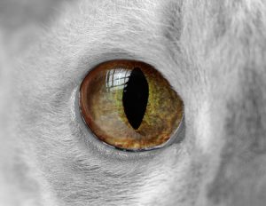 cat's eye with pupil slit
