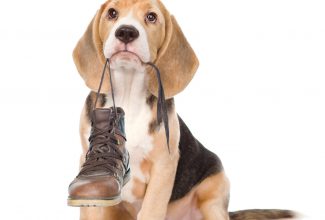 Puppy chewing on shoe