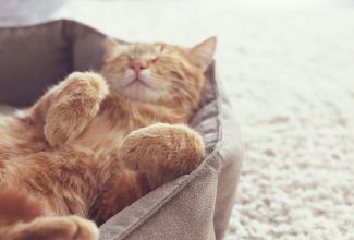 Pampering Your Feline with the Right Cat Bed