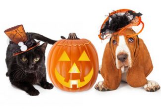 halloween pet hazards