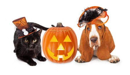 halloween pet hazards