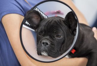 closeup of french bulldog wearing cone held by girl in clinic