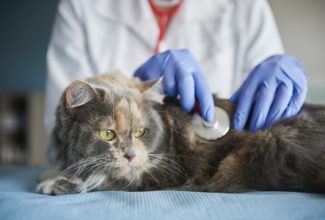 Veterinarians monitor senior pets with stethoscope