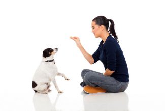 woman training puppy to sit and beg