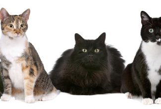 Group of healthy cats