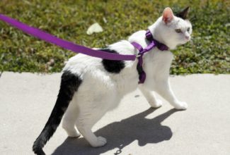 white and black cat looking to the side wearing harness and leash