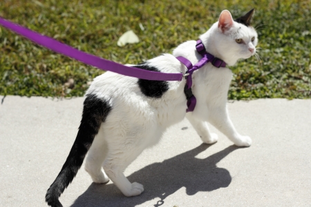 white and black cat looking to the side wearing harness and leash