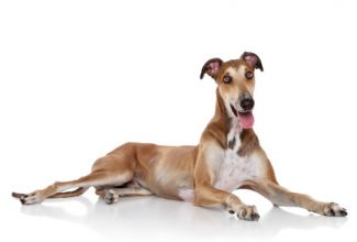 Greyhound dog lounging on the floor