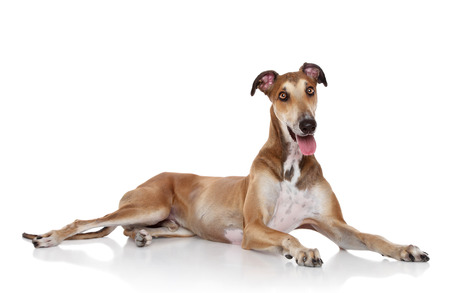 Greyhound dog lounging on the floor