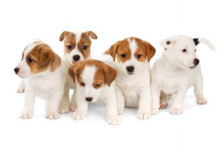 National Puppy Day Jack Russell puppies