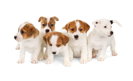 National Puppy Day Jack Russell puppies