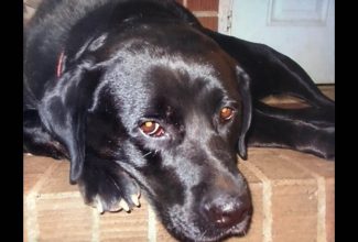 Black labrador retriever with golden eyes. Close-up of face, dog laying on porch. Lamby