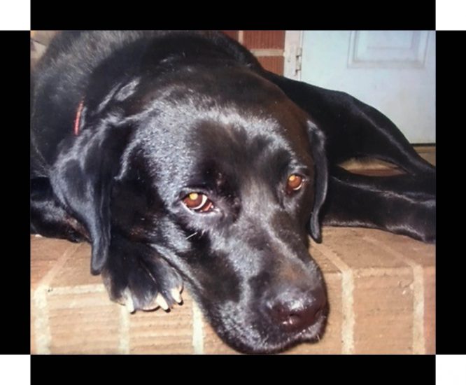 Black labrador retriever with golden eyes. Close-up of face, dog laying on porch. Lamby