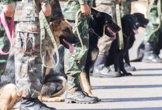 Close up of war dogs in training with their military handlers in combat fatigues