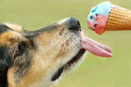 22018422 - close up of a german shepherd mix dog licking a rainbow colored ice cream cone on a summer day. Does it have xylitol in it?