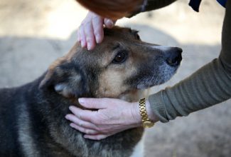 39330126 - homeless dog from a shelter for animals and people