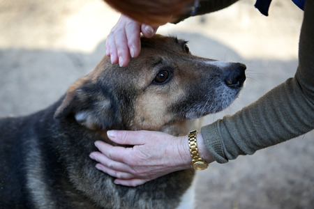 39330126 - homeless dog from a shelter for animals and people