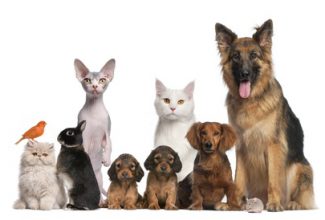 National Pet Day animals