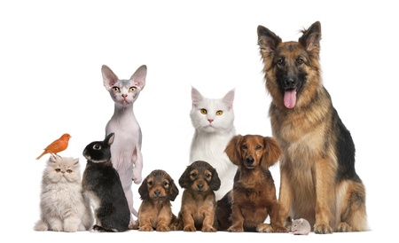 National Pet Day animals