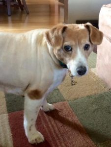 Tan and white dog in various positions