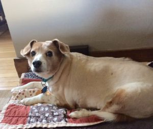 The Contemporary Pet's mascot, Soldier. He loves pet blogs!