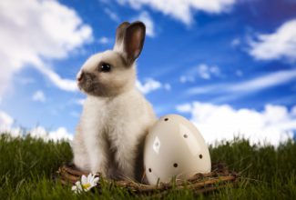 This bunny's excited about our pet oriented blog hop!