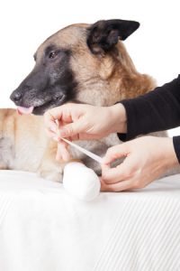 Pet first aid - bandaging a dog's injured paw