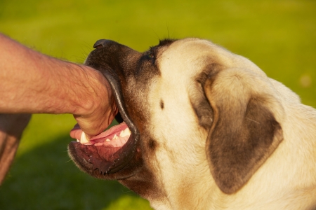 Prevent dog bites by knowing how to approach a dog properly.