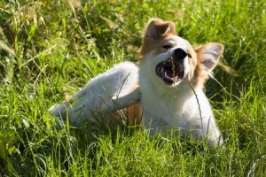Dog sitting in tall grass scratching for fleas and ticks