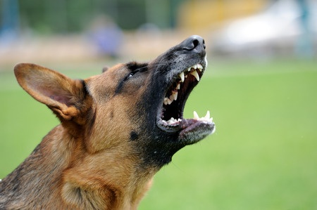 How to Prevent Dog Bites, Part 1: Owner Responsibility If you ask dog owners how to prevent dog bites, many will say that their dog doesn’t bite, so it’s not an issue for them. Every responsible dog owner understands that they are responsible for the behavior of their dog, including whether it bites someone. Yet these same pet owners often dismiss concerns about potential dog bites by saying, “Oh, my dog would never do that. He’s never bitten anyone and never will.” There is a first time for everything, including the first time your beloved family pet bites someone. If you’re very fortunate, the damage won’t be severe, but once a dog bites someone it’s never fully trusted again by others. If the damage is serious, you may be forced to surrender your dog or have it put down. This kind of heartache can be avoided if you know how to prevent dog bites in the first place. It’s a complex issue and are actually two separate issues: preventing your dog from biting, and protecting your family from dog bites from unfamiliar dogs. While the primary responsibility lies with dog owners, everyone should teach their children how to avoid getting bitten. Owner Responsibility: Prevent Dog Bites with Proper Training Regardless of how cute and cuddly your dog is, he has the potential to bite someone, particularly if they are fearful or threatened. The best time to train your pet not to bite is when he is a puppy. Puppies bite playfully as they grow to explore the world around them. They also chew on a lot of things, so you’ll need to teach them when biting is acceptable and when it isn’t. There are several things you can do to curb a puppy’s tendency to chew, nip or bite: • Raise your voice. You don’t need to shout, but be loud enough that it will get your dog’s attention. Each time your puppy bites you, even playfully, sternly saying “Ouch!” will let him know that he needs to stop. • Reward your puppy whenever he stops biting by playing with him or giving him a few minutes of your undivided attention. • If you’re playing with your puppy when he bites you, stop playing. Let him know that the fun stops when the biting starts. • If your puppy is in the chewing on everything phase, simply substitute a toy or old slipper for him to chew on any time he bites you. He’ll quickly learn that chewing a person is off-limits, but chewing his toys is acceptable. How to Prevent Dog Bites with Adult Dogs If you adopt an adult dog who still bites, it can be more difficult to prevent dog bites because adults are already set in their ways. It will require lots of consistency on your part to extinguish biting behavior. Consistency is even more important with adult dogs; you need to let them know that even playful nips are unacceptable every time it happens. Consider curbing rough-and-tumble play with your dog. Even playfully wrestling with your dog can lead to him biting. It can be very confusing for your dog if you discipline him for biting, then start rolling around on the floor with him. Animal instinct will tell him that since it’s play time, he can nip at you as though you are another dog. Don’t let that happen. Proper training, love and consistent discipline (not punishment!) can help you prevent dog bites by your pet. It’s an act of love to make sure that your dog never injures another animal or person. You’ll breathe easier knowing that he understands that biting is never acceptable. In Part II of “How to Prevent Dog Bites,” we’ll talk about how to prevent dog bites when you or your family members are around unfamiliar dogs.
