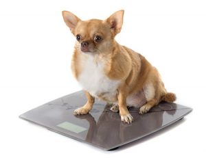 Fat chihuahua on scales