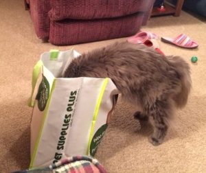 Sir Jack inside a swag bag sniffing out the Natural Balance Green Pea and Chicken samples