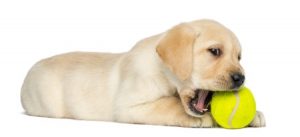 puppy chewing tennis ball