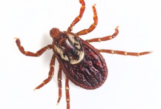 Deer tick on white ground, Lyme Disease carrier