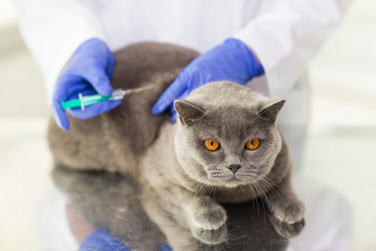 Cat getting a rabies vaccine