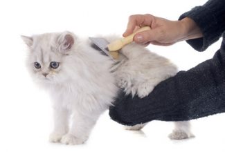 Brushing your long hair cat can minimize the incidence of hairballs and intestinal blockage.