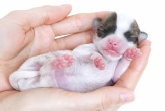 Runt of the litter; tiny chihuahua puppy held in her hands