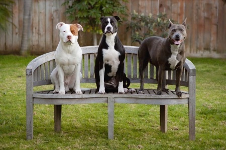 Three dogs on bench at the dog park