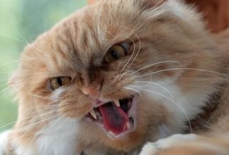 A cat bite from an angry, hissing cat can be dangerous