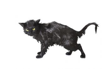 Angry, wet cat after a bath, cat baths make cats uncomfortable.