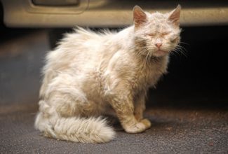 Cat in pain with dull coat