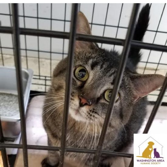 Kyla is a playful kitty who is looking for a forever home
