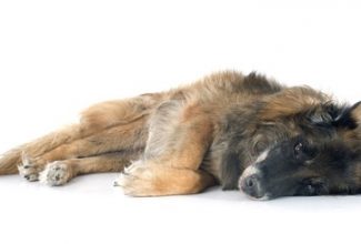 Old dog is in pain, laying on his side