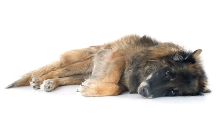 Old dog is in pain, laying on his side