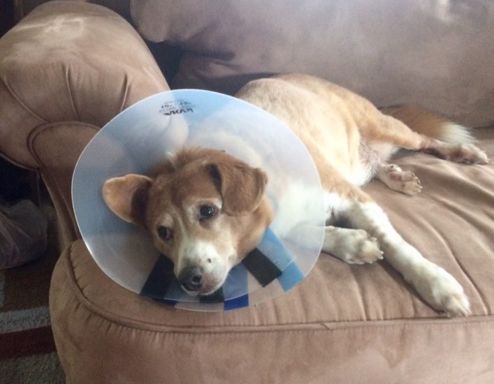 Seasonal pet allergies mean cone of shame for many dogs