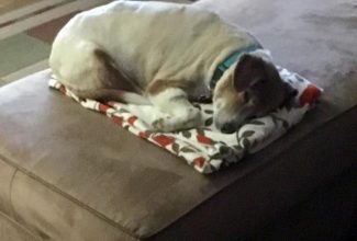 Wordless Wednesday Blog Hop: Softest Spot in the House