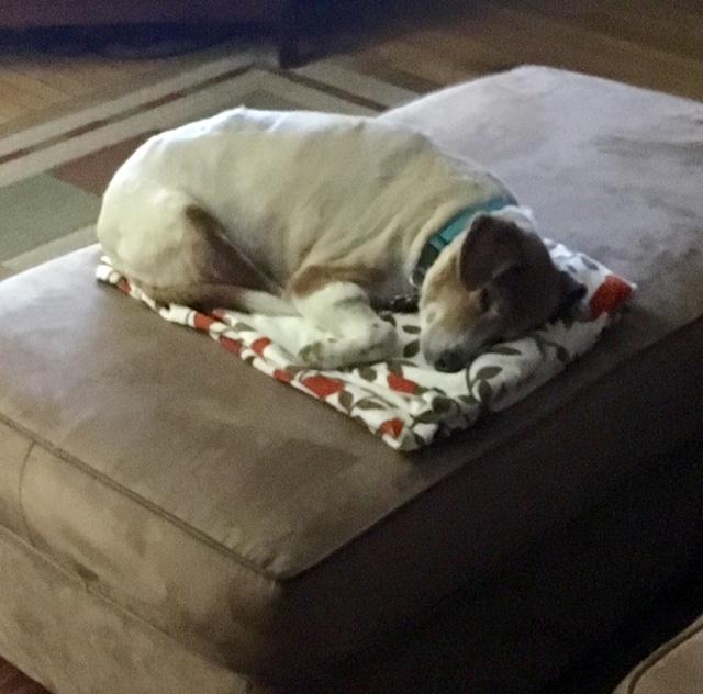 Wordless Wednesday Blog Hop: Softest Spot in the House