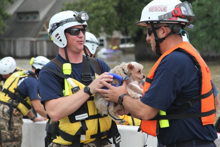 August 30, 2017 - Members of FEMA's Urban Search and Rescue Nebraska Task Force One (NE-TF1) rescue a pet from floodwaters&nbsp;of Hurricane Harvey.